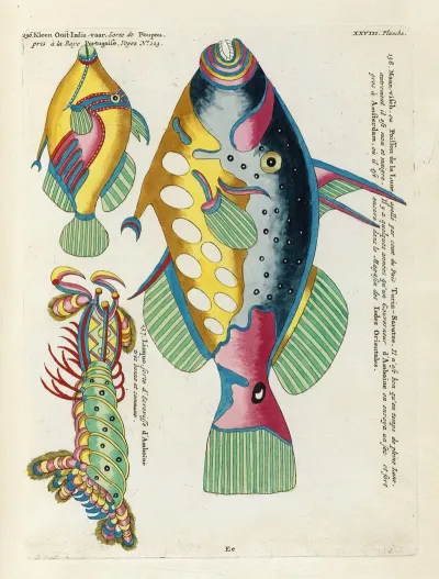 Poissons Ecrevisses Et Crabes De Diverses Couleurs Et Figures Extraordinaires Pl 071