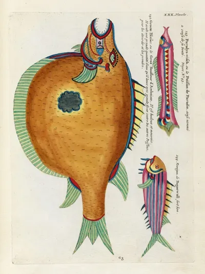 Poissons Ecrevisses Et Crabes De Diverses Couleurs Et Figures Extraordinaires Pl 073