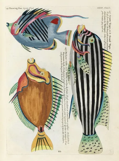 Poissons Ecrevisses Et Crabes De Diverses Couleurs Et Figures Extraordinaires Pl 074