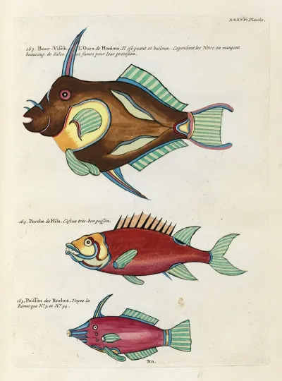 Poissons Ecrevisses Et Crabes De Diverses Couleurs Et Figures Extraordinaires Pl 079