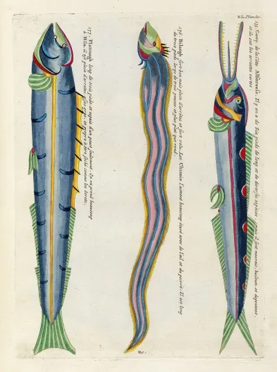 Poissons Ecrevisses Et Crabes De Diverses Couleurs Et Figures Extraordinaires Pl 083