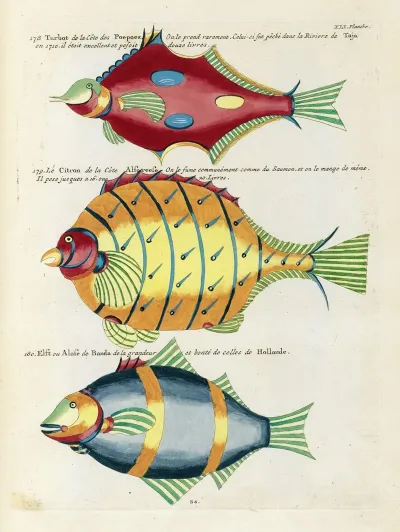 Poissons Ecrevisses Et Crabes De Diverses Couleurs Et Figures Extraordinaires Pl 084