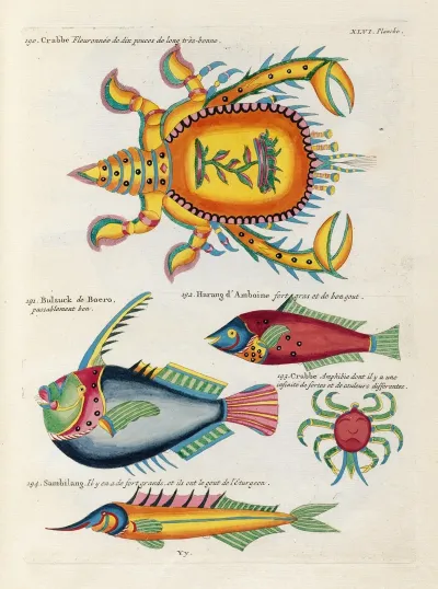 Poissons Ecrevisses Et Crabes De Diverses Couleurs Et Figures Extraordinaires Pl 089