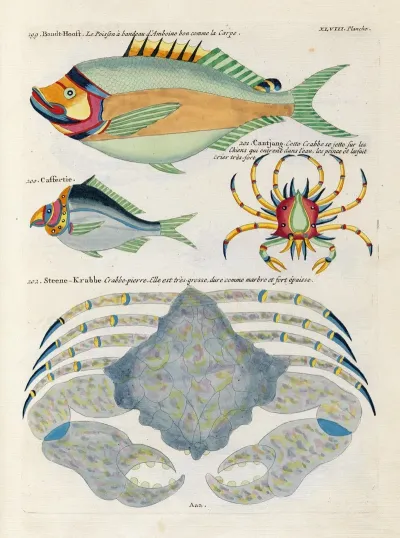 Poissons Ecrevisses Et Crabes De Diverses Couleurs Et Figures Extraordinaires Pl 091