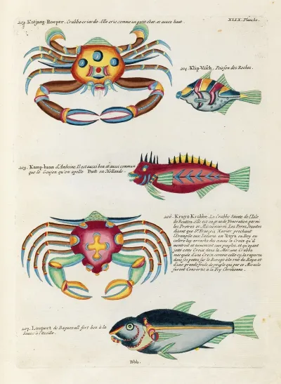 Poissons Ecrevisses Et Crabes De Diverses Couleurs Et Figures Extraordinaires Pl 092