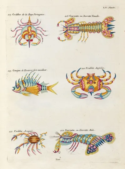 Poissons Ecrevisses Et Crabes De Diverses Couleurs Et Figures Extraordinaires Pl 095