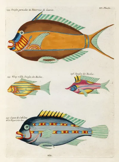Poissons Ecrevisses Et Crabes De Diverses Couleurs Et Figures Extraordinaires Pl 098