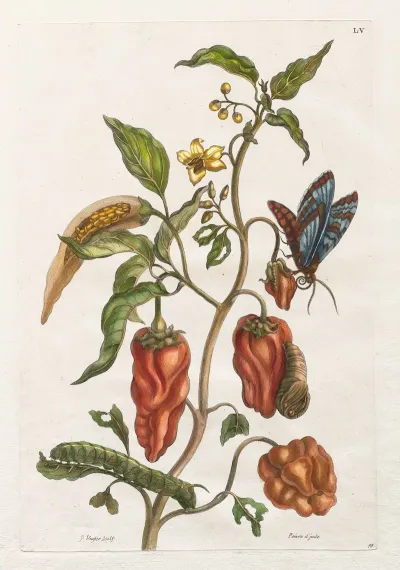 Poivre Dinde