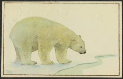 Polar Bear 3