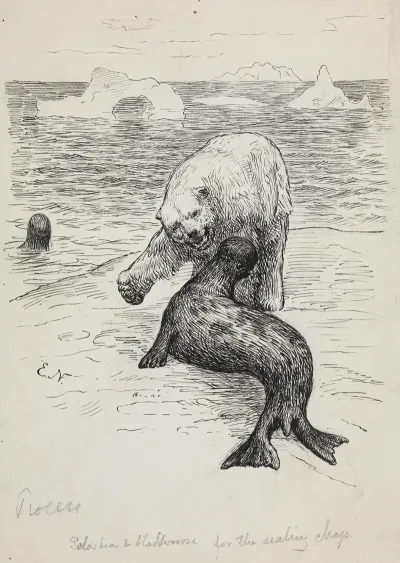 Polar Bear Attacking A Seal