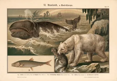 Polar Bear Seal Whale And Herring