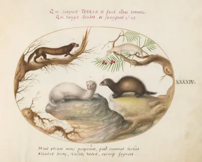 Polecat Mink And Ermine