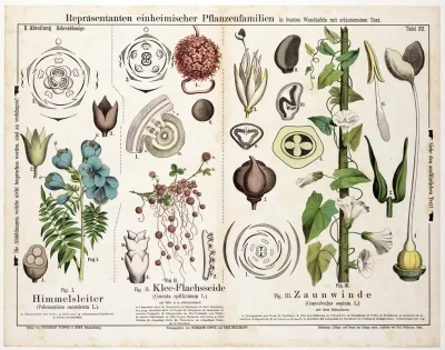 Polemonium Caeruleum Cuscuta Epithymum Convolvulus Sepium Jakobsladder Klein Warkruid Haagwinde