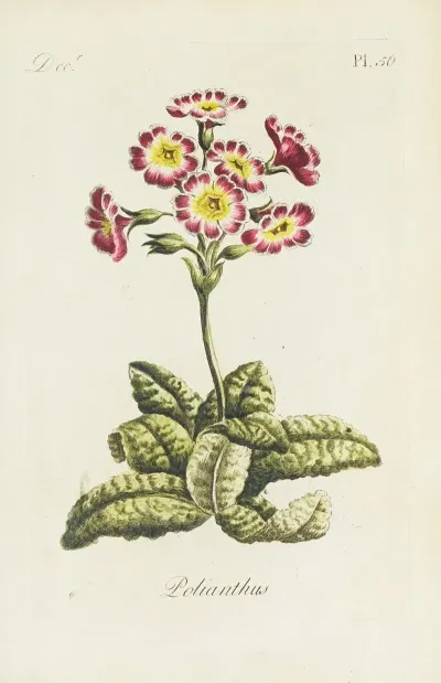 Polianthos
