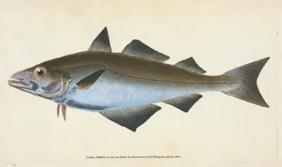 Pollack Gadus Pollachius