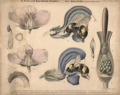 Pollination By Insects