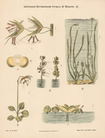 Pollination Of Aquatic Plants
