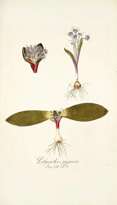 Polyanthes Pygmaea
