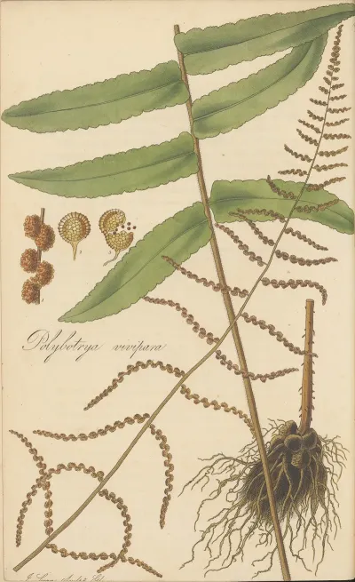 Polybotrya Vivipara
