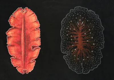 Polyclads
