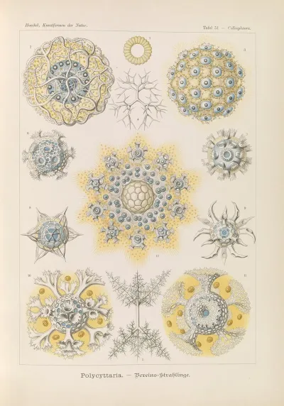 Polycyttaria Vereins Strahlinge