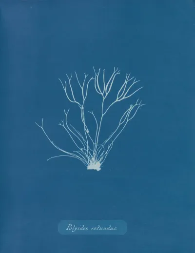Polyides Rotundus