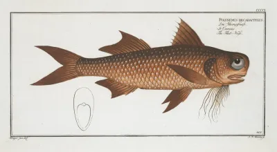Polynemus Decadactylus The Flat Nose