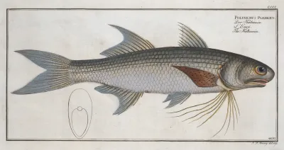Polynemus Plebeius The Kalamin