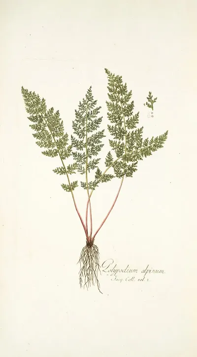 Polypodium Alpinum