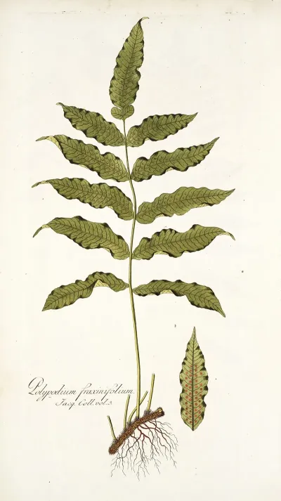 Polypodium Fraxinifolium