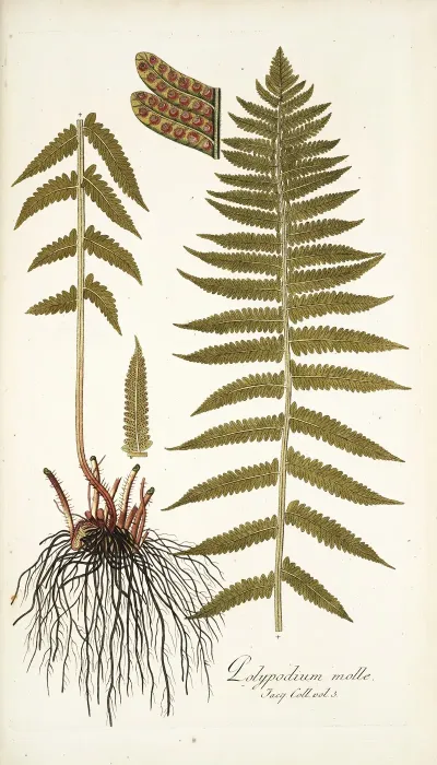 Polypodium Molle