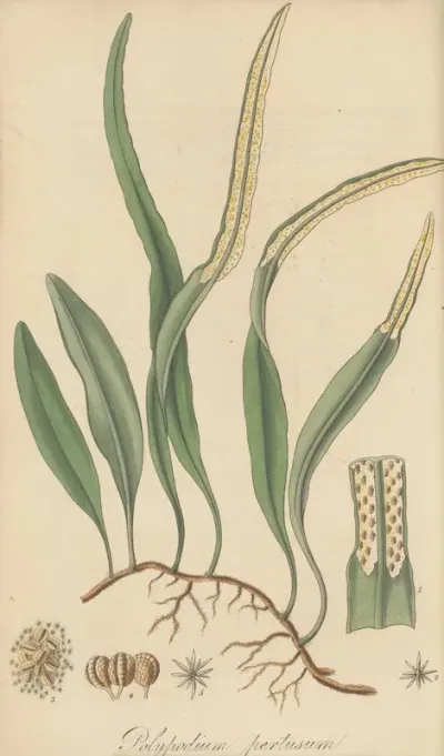 Polypodium Pertusum