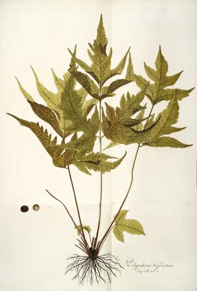 Polypodium Trifoliatum