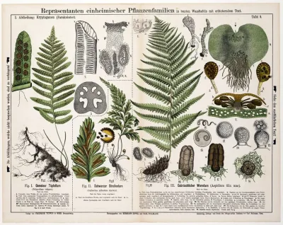 Polypodium Vulgare Asplenium Adiantum Nigrum Aspidium Filix Mas