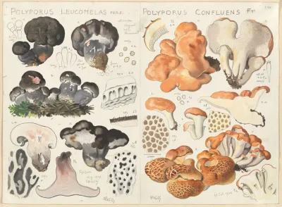 Polyporus Leucomelas Polyporus Confluens