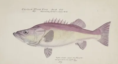 Polyprion Oxygeneios Hapuka Or Groper