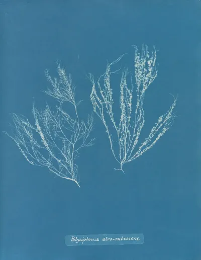 Polysiphonia Atro Rubescens