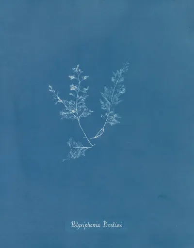 Polysiphonia Brodiaei Part X