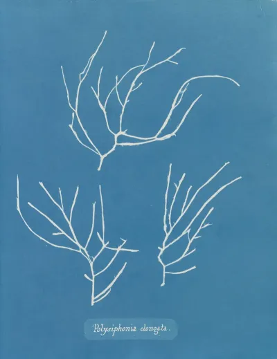 Polysiphonia Elongata
