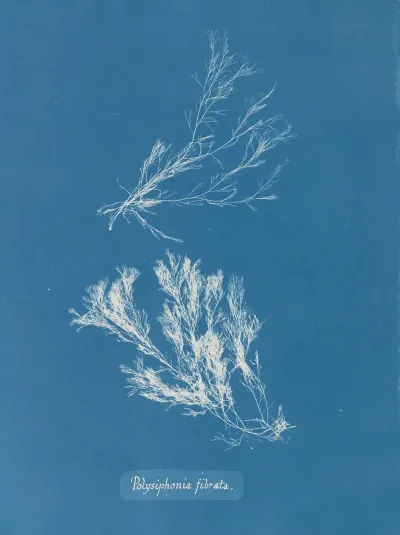 Polysiphonia Fibrata 2