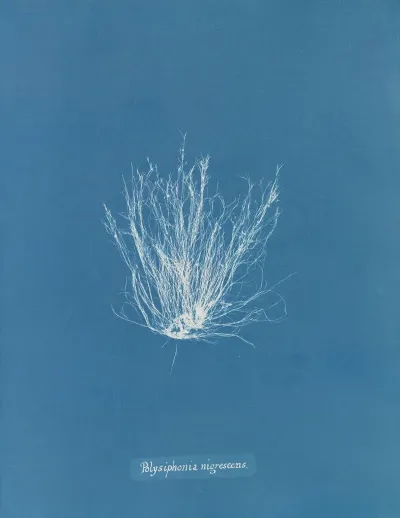 Polysiphonia Nigrescens