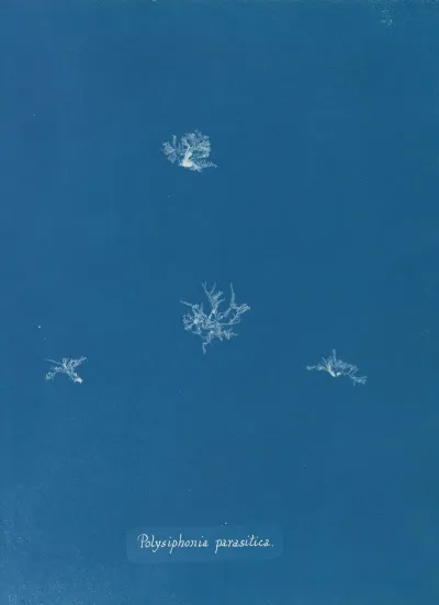 Polysiphonia Parasitica