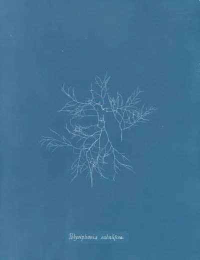 Polysiphonia Subulifera