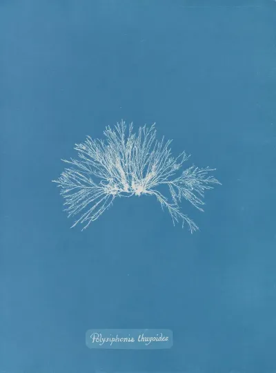 Polysiphonia Thuyoides