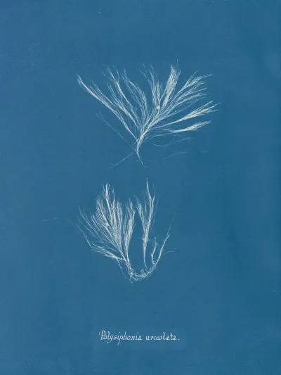 Polysiphonia Urceolata