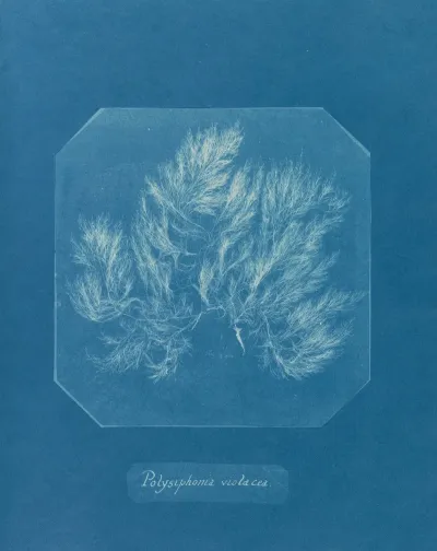 Polysiphonia Violacea