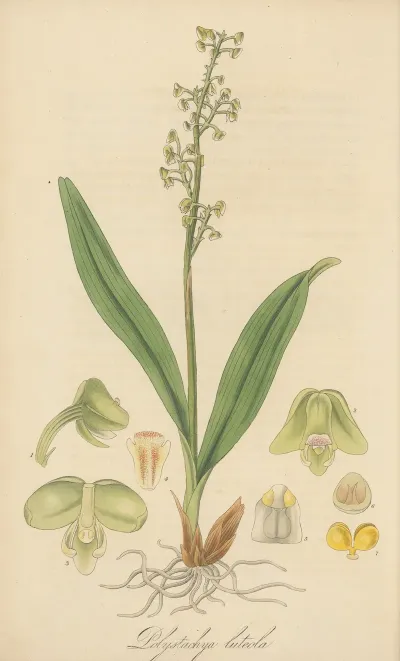 Polystachia Luteola