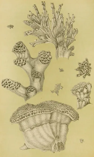 Polyzoa Ii