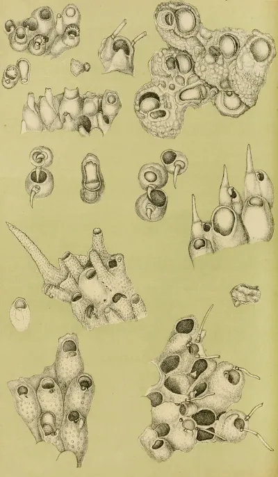 Polyzoa Iv