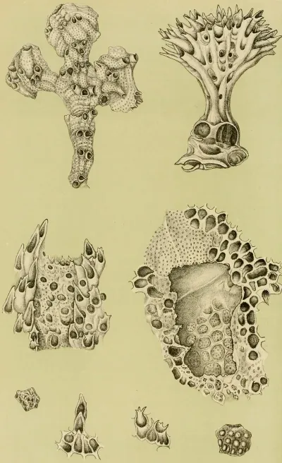 Polyzoa Ix
